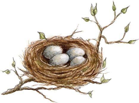 Nest Robin Nest Tattoo, Embroidered Bird Nest, Watercolor Bird Nest, Birds Nest Drawing, Bird Nest Illustration, Bird Nest Drawing, Bird Nest Art, Nest Drawing, Nest Watercolor