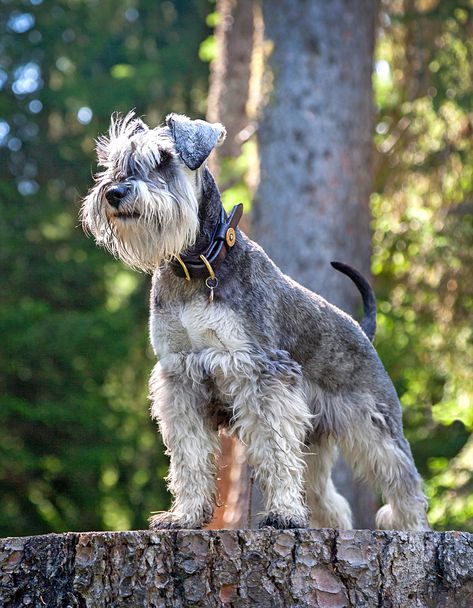 Miniature Schnauzer Dog Breed Information & Characteristics | Daily Paws Schnauzer Breed, Schnauzer Grooming, Akc Breeds, Miniature Schnauzer Puppies, Giant Schnauzer, Puppy Art, Schnauzer Puppy, Popular Dog Breeds, Most Popular Dog Breeds