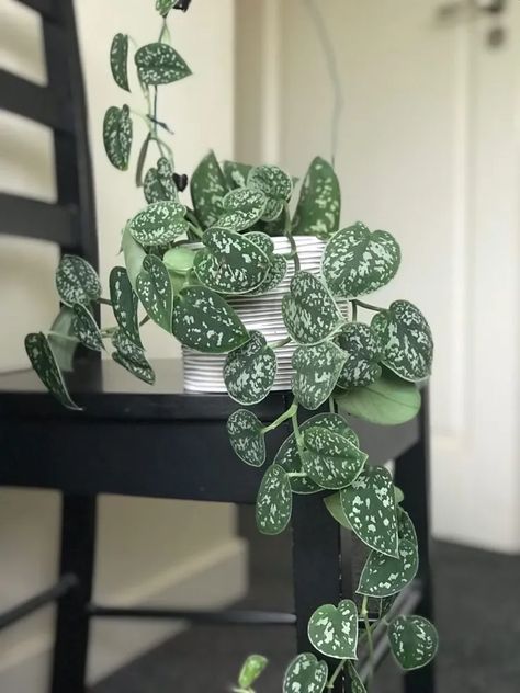 Scindapsus Pictus Argyraeus image number 2. All credits to plantsbymathijs. Scindapsus Pictus, Room Plants, Plant Goals, Plant Decoration, Outdoor Plant, Plants Decor, Bedroom Plants, Plant Aesthetic, House Plants Decor