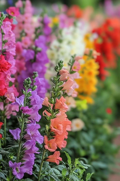 Snapdragons are a whimsical and colorful choice for any garden! 🌸🌿 With their unique, dragon-like blooms and a variety of hues, these flowers add a touch of magic to garden beds, borders, and containers. Easy to grow and care for, snapdragons provide vibrant, long-lasting beauty throughout the season. Enhance your garden with the enchanting charm of snapdragons today! 😍🌸 #Snapdragons #GardenBeauty #VibrantFlowers #EnchantingBlooms Snap Dragon, Plant Vegetables, Snapdragon Flowers, Texas Gardening, Favorite Flowers, Flower Boys, Flower Pictures, Garden Beds, Spring Flowers