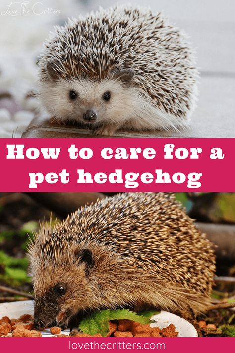 Hedgehog Care, Pet Hedgehog, Hedgehog Cage, Rabbit Cages, Hedgehog Pet, Baby Hedgehog, A Hedgehog, Pet Monkey, Pet Wellness