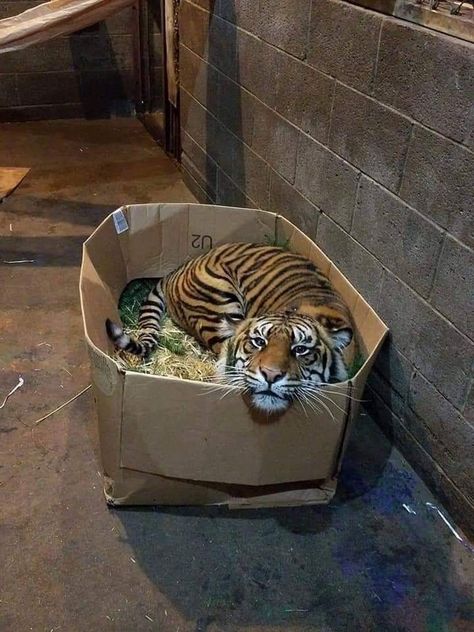 Cats love their boxes. Wild Animals Photos, A Tiger, Funny Cat Pictures, Cute Kittens, Beautiful Cats, 귀여운 동물, Animal Memes, Cute Funny Animals, Cardboard Box