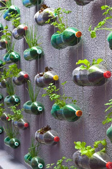 Kebun Herbal, Taman Diy, Jardim Diy, Vertical Vegetable Garden, Diy Plastic Bottle, Vertical Herb Garden, Vertical Garden Diy, Plants Growing, Bottle Garden