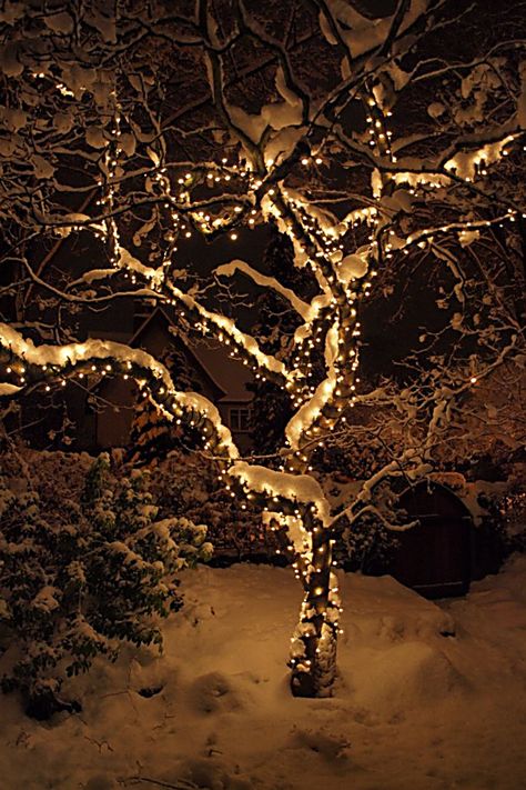 Patio Lights String Ideas - Found what you are looking for? Act now while there's still time - Click to visit. Outdoor Christmas Lights Diy, Christmas Lights Outdoor Trees, Outdoor String Lights Patio, Quirky Christmas, Christmas Tree Light, Christmas House Lights, Patio String Lights, Outdoor Trees, Indoor Trees