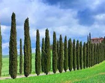 plantmad48 - Etsy Bosnia and Herzegovina Italian Cypress Trees, Cupressus Sempervirens, Italian Cypress, Privacy Trees, Porch Plants, Fast Growing Trees, Tree Seeds, Cypress Trees, Evergreen Trees