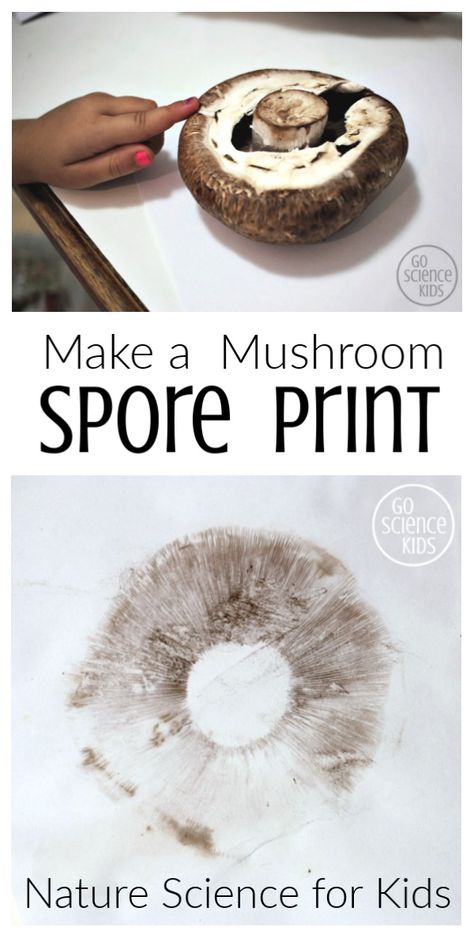 How to make cool mushroom spore prints! Fun nature science for kids, and a great way to learn about fungi biology. – Go Science Kids  #mushroom #sporeprint #biologyforkids #naturescience #natureactivities #scienceathome #learnathome Spore Prints How To Make, Mushroom Unit Study, Mushroom Activities For Preschool, Mushroom Activities, Mushroom Activity, Mushroom Printing, Mushroom Spore Print, Mushroom Stem, Parts Of A Mushroom