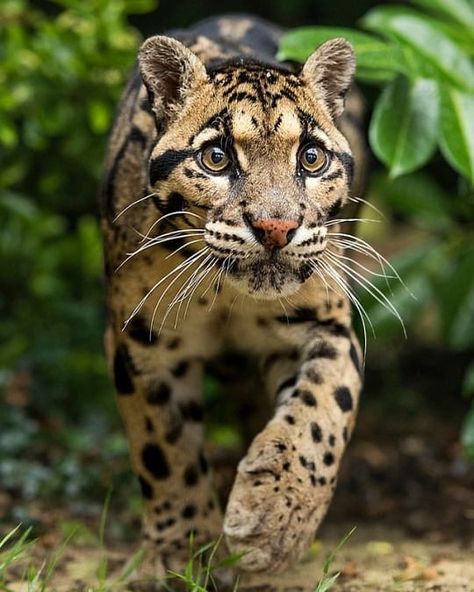 BIG CATS WILDLIFE on Instagram: “A beautiful Clouded Leopard 🐆 😳. . . There are two distinct species of Clouded leopards the Sunda Clouded Leopard and the Mainland Clouded…” Small Wild Cats, Clouded Leopard, Cheetahs, Wildlife Animals, Big Cat, Leopards, Animal Planet, Amazing Animals, Wild Life