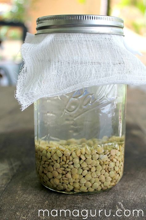 How To Sprout Lentils In A Jar, How To Sprout Lentils For Chickens, Lentil Sprouts For Chickens, Sprouting Lentils For Chickens, Lentils For Chickens, Sprout Lentils, How To Sprout Lentils, Lentil Sprouts, Sprouted Lentils