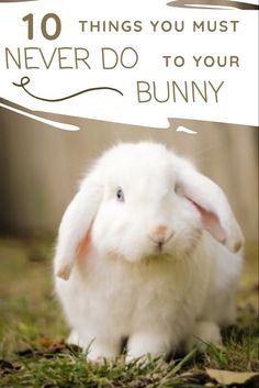 Things To Know About Bunnies, Bunny Needs List, Things To Do With Your Bunny, Things For Rabbits, Bunny Pet Care, Indoor Rabbit Setup Ideas, Rabbit Must Haves, Pet Bunny Care, Indoor Bunny House Ideas