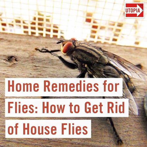 The following home remedies for flies are all-natural and free of harmful chemicals. We’ll show you how to get rid of house flies with your own natural fly repellent. Remedies For Flies In House, Home Remedies For Flies, Natural Fly Repellant, Get Rid Of Bed Bugs, Get Rid Of Flies, Rodent Repellent, Rid Of Bed Bugs, Natural Bug Repellent, Fly Repellant