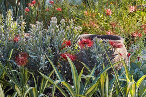 Protea Plant, Tree Houseplant, Backyard Art, Flora Grubb, Sandy Soil, Long John, Clay Soil, Native Garden, Drought Tolerant Plants