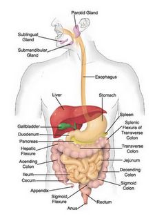 digestive system Body Organs Diagram, Digestive System Diagram, Human Body Diagram, Digestive System Anatomy, Human Digestive System, Sistem Pencernaan, Human Body Organs, Body Diagram, Human Anatomy And Physiology