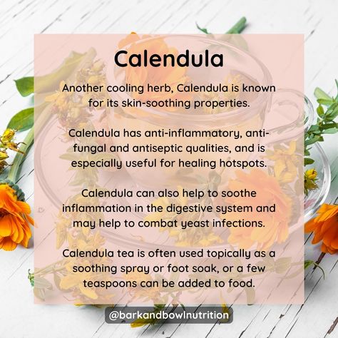 Have you ever thought about sharing a cup of herbal tea with your dog? Herbal teas like chamomile, calendula, rooibos and nettle leaf can be really effective in soothing itchy, sore skin. Another benefit is that due to their anti-inflammatory nature they can also help with stomach upsets too! I often share my herbal tea with Hugo, rooibos is our current favourite! -- Do you have an itchy dog? Book a consultation at barkandbowlnutrition.com/consultations -- #HerbalTeas #HerbalTeasForDo... Calendula Tea Benefits, Chamomile Tea Bag Uses, Benefits Of Calendula Tea, Chamomile Tea Blend Recipe, Calendula Tea Blends, Calendula Tea, Itchy Dog, Magickal Herbs, Itchy Skin