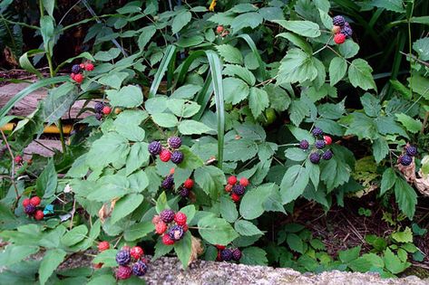 Black Raspberry (Rubus occidentalis) & Wild Blackberry (Rubus allegheniensis) - Learning Stations at Ariel Foundation Park Wild Blackberries Aesthetic, Raspberry Bush Aesthetic, Wild Raspberries, Wild Black Raspberries, Michigan Garden, Wild Blackberries, Michigan Gardening, Blackberry Bush, Blackberry Plants