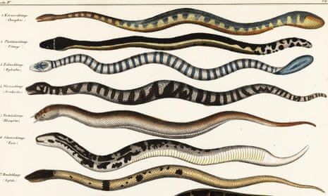 Sea Snake Drawing, Sea Snakes, Snake Images, Sleep App, Zoo Tycoon, Homeschool Fun, Sea Snake, Sea Cave, Organic Structure