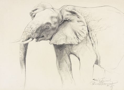 Things of beauty I like to see — Animals by Wilhelm Kuhnert (1865-1926). See Animals, Van Gogh, Animal Art, Art Drawings, Elephant, Drawings, Animals, Beauty, Art