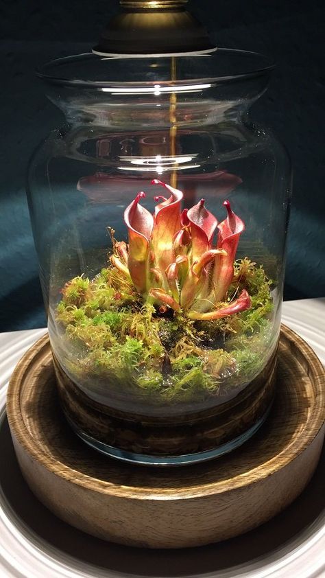 Plant Terrarium Ideas, Plants For Terrariums, Carnivorous Plants Terrarium, Open Terrariums, Small Terrarium, Plante Carnivore, Bog Garden, Indoor Water Garden, Diy Led