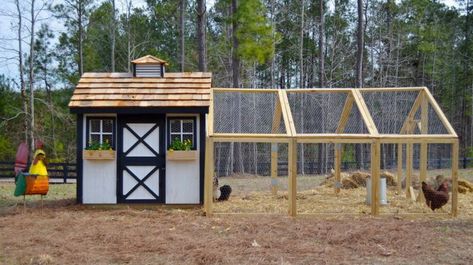 We’ve building a backyard chicken coop easy by breaking it down into 10 easy steps so you can build a chicken coop fit for your flock. Easy Diy Chicken Coop, Chicken Coop And Run, Coop And Run, Build A Chicken Coop, Wyandotte Chicken, Backyard Chicken Coop, Chicken Barn, Pet Chicken, Portable Chicken Coop