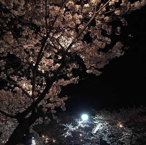 White Blossom Tree, Pretty Flowers Pictures, Japanese Temple, Y2k Wallpaper, The Moon Is Beautiful, Sakura Tree, Spring Tree, Night Vibes, Blossom Trees