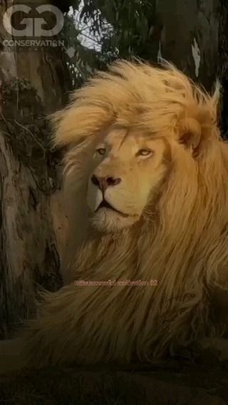 Reels Editing, Reels For Instagram, Successful Motivation, Motivational Reels, Motivational Post, Motivational Success, Motorcycle Wallpaper, Lion King, Brave