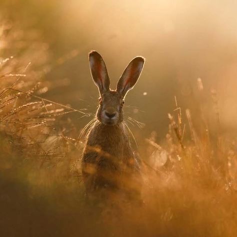 Beautiful Photo of Adorable Hare in a Field Wins Nature Photography Contest Dead Forest, Hare Rabbit, Award Winning Photography, Photography Contests, World Photography, Photography Awards, Beautiful Morning, Nature Photographs, Primates