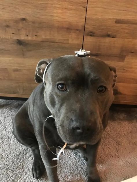 Are Pitbull Cross Staffy Dangerous? Unveiling the Truth | by Helen C. Gutierez | Sep, 2024 | Medium Staffy Dog, Different Dog Breeds, Dog Care Tips, Different Dogs, Dog Care, Care Tips, Pitbull, Dog Owners, The Truth