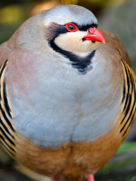 Chunky Chukar partridge | Portrait of a Chukar partridge whi… | Flickr Partridge Painting, Partridge Silkie Chicken, Partridge Pear Tree, Chukar Partridge, Partridge Bird, Real Birds, Pear Tree, Game Birds, Partridge