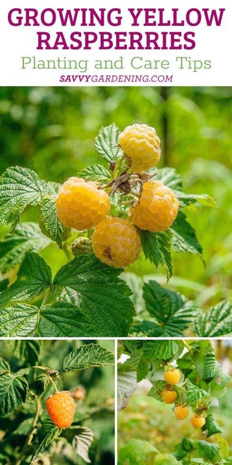 Raspberry Varieties, Golden Raspberries, Yellow Raspberry, Raspberry Patch, Suburban Homestead, Yellow Raspberries, Small Farming, Growing Blackberries, Texas Garden