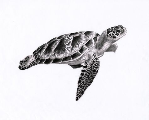 TURTLE Turtle Tattoo Realistic, Realistic Turtle Tattoo, Tattoo Turtle, Turtle Sketch, Sea Turtle Drawing, Sea Turtle Tattoo, Turtle Tattoo Designs, Sea Tattoo, Turtle Drawing