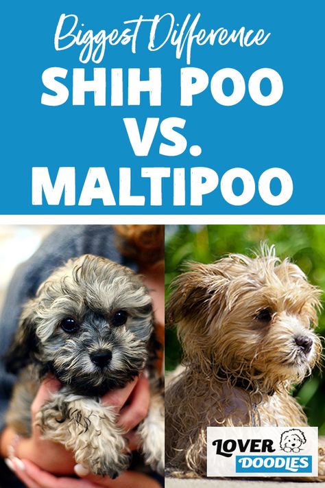 Shihpoo Full Grown, Shih Poo Full Grown, Shihpoo Grooming Styles, Shih Poo Haircuts, Wrapped Appetizers, Shihpoo Puppies, Doodle Dog Breeds, Poodle Mix Breeds, Poodle Mix Puppies