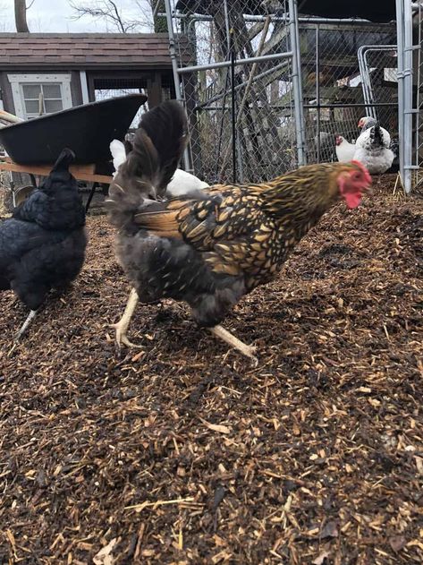 Timber Muddy Chicken Run Ideas, How To Fix A Muddy Chicken Run, Garden Bark, Chicken Coop Bedding, Duck Pens, Easy Chicken Coop, Duck Coop, Chicken Poop, Chicken Pen