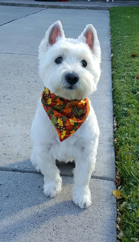 Westie Grooming Styles, Westie Haircut Hairstyles, Westie Haircut, Westie Grooming, Groom Present, West Terrier, Men's Graphic Tees, Dog Haircuts, Dog Cuts