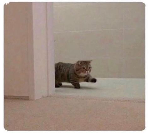 My drunk ass walking into my house pretending i'm fine so my wife won't beat the shit out of me Gatos Cool, Image Chat, Lazy Cat, Dessin Adorable, Cat Person, Cat Aesthetic, Pretty Cats, Cute Little Animals