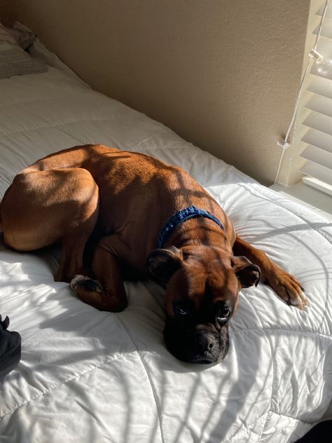 Boxer Aesthetic Dog, Boxer Dog Aesthetic, Loud Neighbors, Puppies Frenchie, Citycore Aesthetic, German Boxer, Cute Boxer Puppies, Boxer Aesthetic, 2023 Vibes