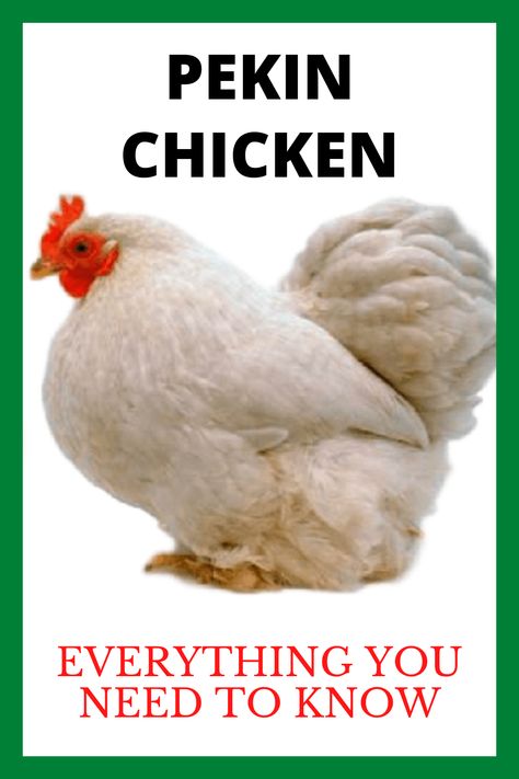 Pekin Chicken, Farming Chickens, Peking Chicken, Pekin Bantams, Bantam Chickens, Laying Hens, Backyard Chicken Coops, Backyard Farming, Chicken Coops