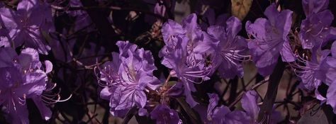 Facebook cover photos: flowers | 145~147 Purple Flower Header, Flower Header, Dark Purple Flowers, Photos Flowers, Black Twitter, Twitter Header Photos, Pinterest Keywords, Old Faces, Facebook Timeline Covers