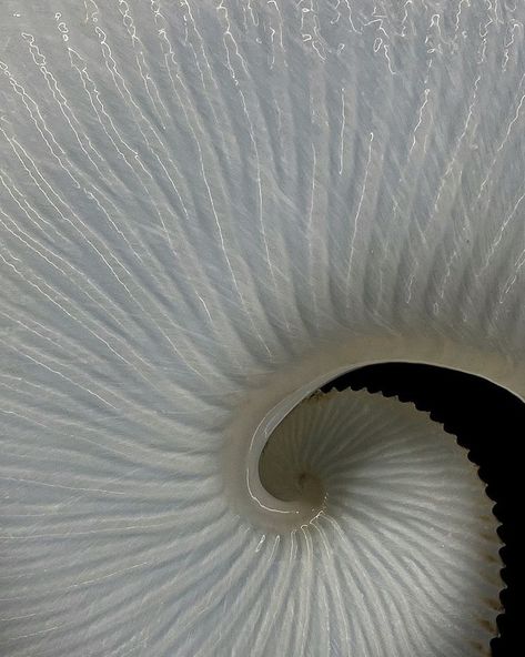 Texture Inspiration, Life Design, Nautilus, White Flower, Mood Boards, Sea Shells, Mood Board, Close Up, Art Inspiration