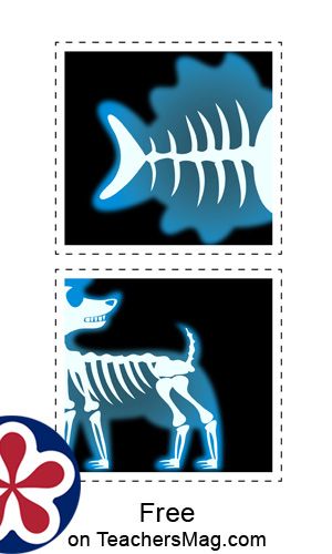 The animals and their x-rays for this activity are a fish, dog, snake, chameleon, cat, and frog. Each animal and its x-ray can be laminated as well so that you can do this activity multiple times with a number of children! Animal X Rays Printable, Vet Activities For Kids, Doctor Games For Kids, Preschool Pet Activities, Preschool Dramatic Play, Doctor Craft, Dramatic Play Themes, Pets Preschool Theme, Community Helpers Preschool