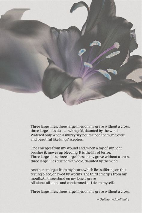 Lily Quotes, Flower Poem, Flower Words, Ansel Adams, Flower Quotes, Poem Quotes, Poetry Quotes, Pretty Words, Dream Wardrobe