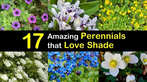 Colorado Landscaping, Japanese Painted Fern, Shade Loving Perennials, Oakleaf Hydrangea, Creeping Jenny, Shade Perennials, Zone 5, Bed Plans, Christmas Rose