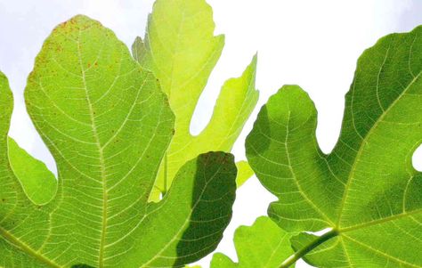 Everyone knows about figs being great tasting and having many health benefits but did you know that Fig Leaves have health benefits? It’s true, fig leaves can enhance your life in great ways. Fig Leaves can be made into a tea that’s great for lowering blood glucose and thus anyone who is diabetic can use far… Fig Leaf Tea, Milk Nutrition, Tea Health, Cholesterol Remedies, Fig Leaf, Fig Recipes, Tea Health Benefits, Cholesterol Lowering Foods, Lower Your Cholesterol