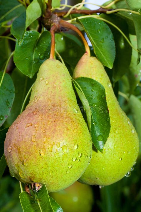 Pear Aesthetic, Pea Trellis, Growing Fruit Trees, Fruits Photos, Pear Fruit, Fruits Images, Fruit Photography, Pear Tree, Beautiful Fruits