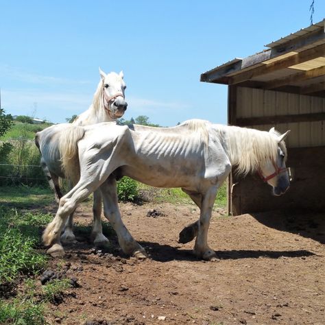 Percheron Horses, Life In Paradise, Healthy Horses, Horse Anatomy, Horse Rescue, Dream Yard, Horse Supplies, Horse Health, Horse Drawings