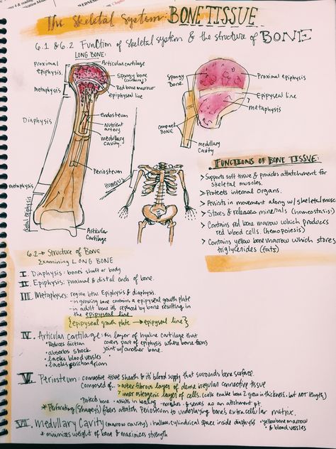 Bones and Bone tissue notes from Meriub Anatomy And Physiology Notes, Physiology Notes, Skeletal System Anatomy, Anatomy Notes, Anatomy Education, Medical Terminology Study, Anatomy Bones, Medicine Notes, Basic Anatomy And Physiology