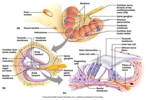 The Three Cochlear Duct Cochlea Anatomy, Medical Terminology Study, Anatomy Education, Science Infographics, Veterinary Studies, Medical Illustrations, Ear Anatomy, Anatomy Images, Gross Anatomy