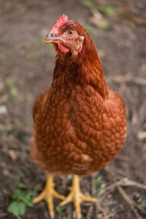 ISA Brown Chicken Care Guide: Temperament And Egg Laying | Chickens And More Laying Hens Breeds, Chicken Aesthetic, Backyard Coop, Chicken Coop Decor, Brown Chicken, Chicken Drawing, Egg Laying Chickens, Laying Hens, Backyard Flocks