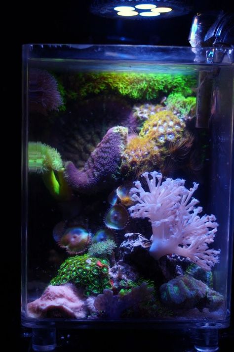 Reef Aquascaping, Nano Reef Tank, Glow Fish, Marine Fish Tanks, Fish Tank Themes, Saltwater Aquariums, Coral Reef Aquarium, Cool Fish Tanks, Reef Tanks