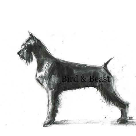 Laura McKendry • Artist on Instagram: “Sadie. . #giantschnauzer #schnauzer #giantschnauzersofinstagram #schnauzersofinstagram #dogs #dog #dogsofinstagram #dogart #dogdrawing…” Schnauzer Painting, Laura Mckendry, Pet Drawings, Schnauzer Art, Giant Schnauzer, Dog Sketch, Charcoal Sketch, Charcoal Art, Border Collies