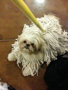 Shih Tzu mop. Now I've seen everything. And can be used after Halloween for clean up Mop Dog, Teenage Halloween Costumes, Perro Shih Tzu, Chien Shih Tzu, Shih Tzu Grooming, Psy I Szczenięta, Dog Halloween Costumes, Shih Tzu Puppy, Shih Tzu Dog