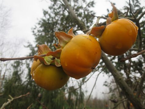 Diospyros lotus in fruit Lotus Fruit, Autumn Colours, Fall Colors, Beautiful Nature, Lotus, Fruit, Flowers, Nature